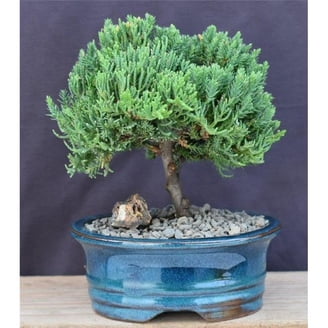 Live Trees European Cypress Evergreen Bonsai Tree - Chamaecyparis Lawsoniana  'Ellwoodii'
