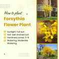 thumbnail image 3 of Yellow Forsythia Bush Live Plant 8–10 Inch Dormant, Lynwood Gold Flowering Shrub for Outdoor Planting, Starter Plant, 3 of 6