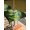 Green, variant on Outdoor Tablecloth with Umbrella Hole and Zipper, Green Forest Square Table Cloth 60x60 Inch Waterproof Tablecloth, Nature Spring Scenic Woodland Picnic Table Cover for Patio Camping