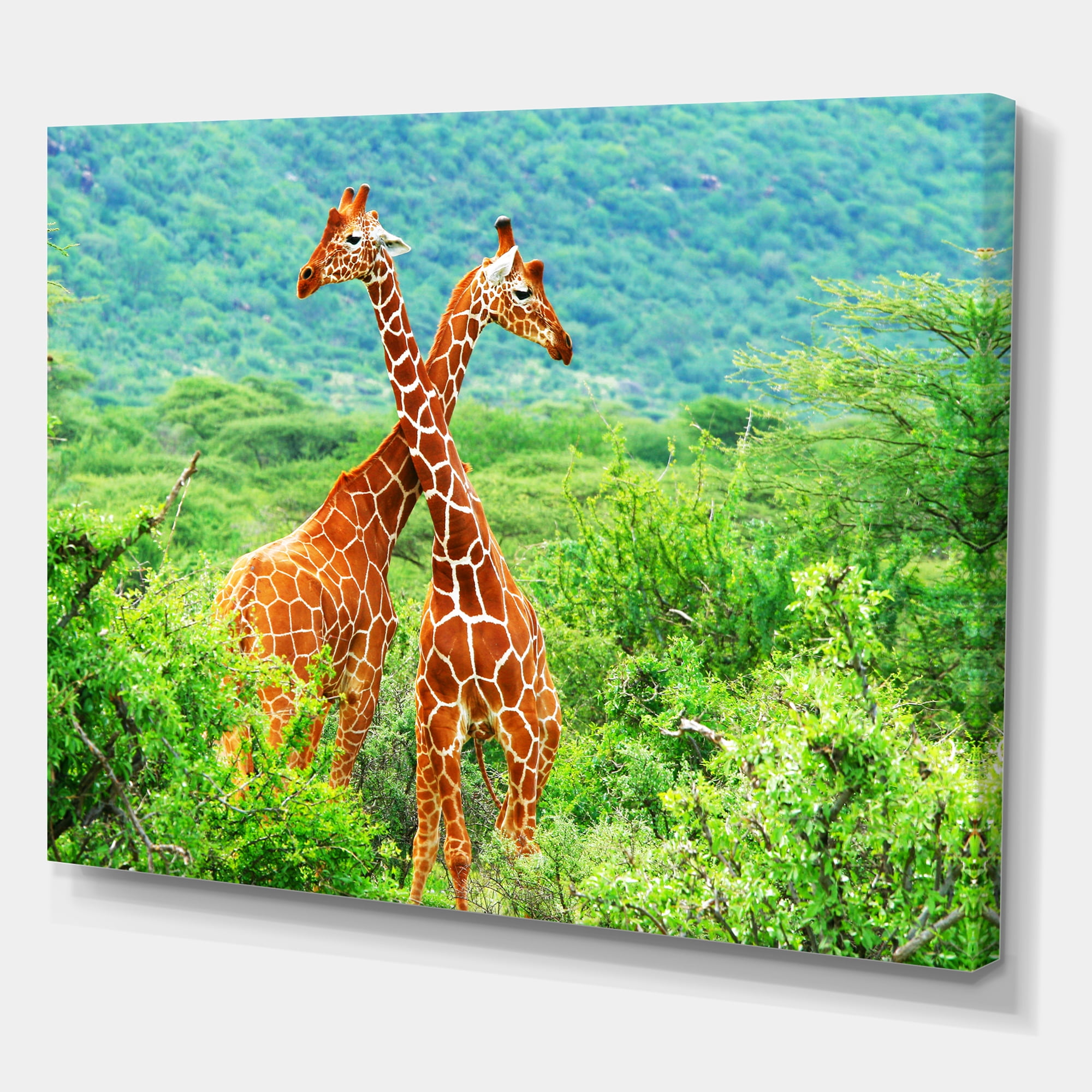Designart ' Two Giraffes Fighting In Lush Green Wild ' Farmhouse Canvas Wall Art Print