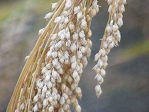 HeirloomSupplySuccess 400 Heirloom White Proso Millet Seeds 