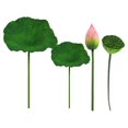 thumbnail image 1 of 1Set Simulated Lotus Bud Adornment Home Pastoral Flower Decor Scene Layout Prop, 1 of 4