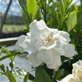 thumbnail image 3 of August Beauty Gardenia - Gardenia jasminoides 'August Beauty', 3 of 8