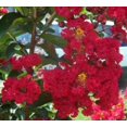 thumbnail image 4 of 35 RED CREPE MYRTLE Lagerstroemia Indica Flowering Shrub Bush Small Tree Seeds, 4 of 5