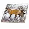 3dRose Red Fox in winter, Churchill Wildlife Area, Churchill, MB, Canada. - Ceramic Tile, 4-inch