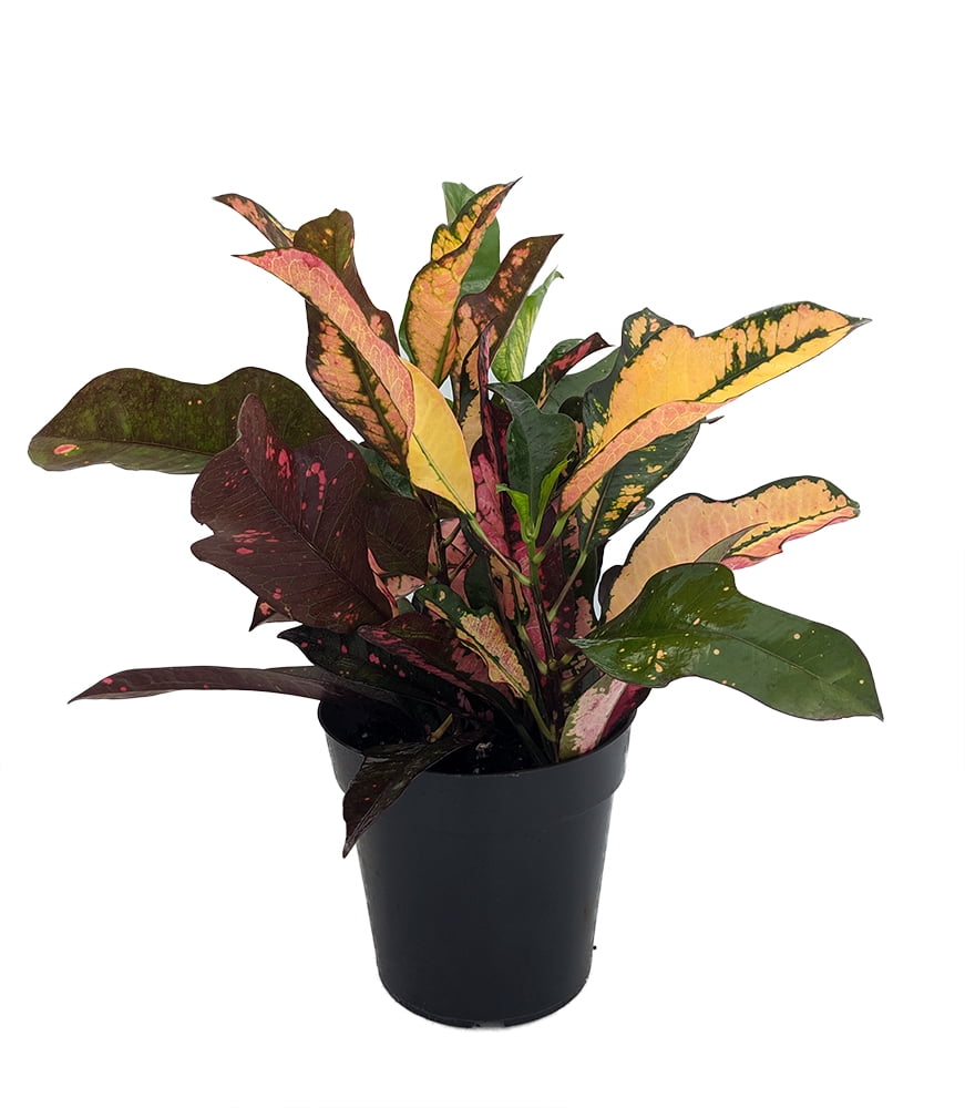 Wilma Oak Leaf Croton 6" Pot Colorful House Plant Easy to Grow