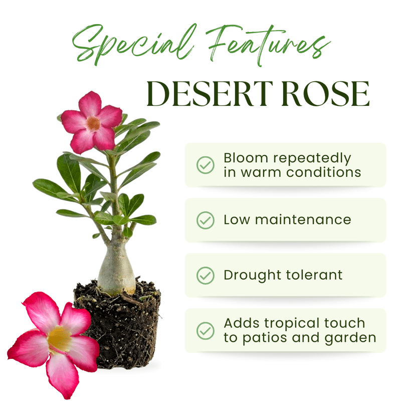 Pink Desert Rose Plant Live, Adenium Obesum Desert Rose, 4-8 Inc Tall, Perennia and Hardy Succulent for Indoor and Outdoor Planting