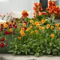 thumbnail image 4 of Expert Gardener 2QT Yellow Coreopsis Castello Compact Gold Live Perennial Plant Sun, 4 of 6