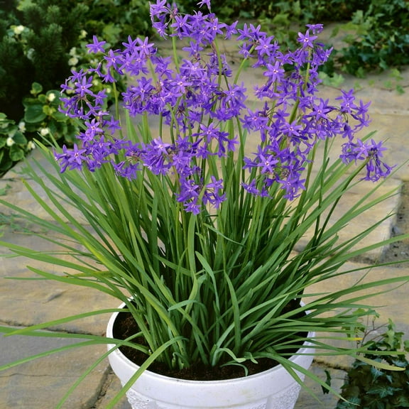 Outsidepride 50 Seeds Perennial Tulbaghia Violacea MVR1 Society Garlic Herb Garden Seeds for Planting