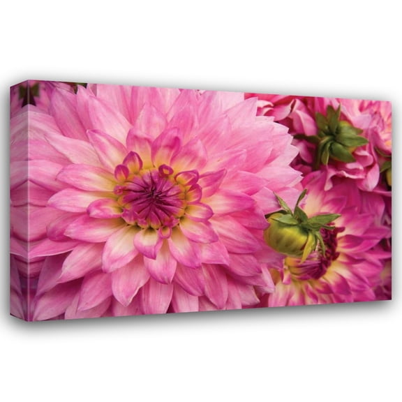 Maureen Love 44x31 Gallery Wrapped Canvas Wall Art Titled - Pink Dalhia II