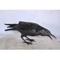 thumbnail image 3 of Raven Looking for Food Elegant Bronze Statue – Intricate Design, Stunning Home Décor Piece for Indoor or Outdoor Display, Perfect for Art Collectors & Bird Lovers, 24"L x 6"W x 12"H, 3 of 11