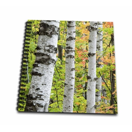 Maple Easels - 3dRose USA, Michigan. Birch trunk and maple leaves - Drawing Book, 8 by 8-inch