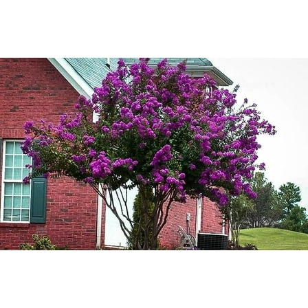 Catawba Purple Crape Myrtle Tree - Live Plant - ( 1 QT ) - Full Sun - Summer Flowers