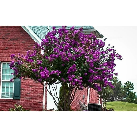 Catawba Purple Crape Myrtle Tree - Live Plant - ( 1 QT ) - Full Sun - Summer Flowers