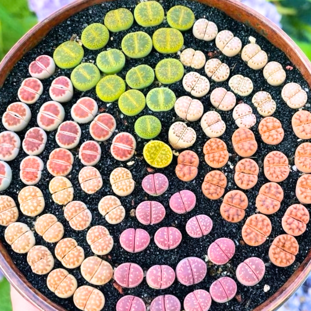 10 Large Lithops Live Plants Mix, Colorful Lithops Succulents Plants Live, Rocks Living Stones Succulent for Planting Indoors Outdoors