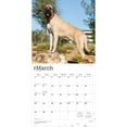 thumbnail image 3 of Mastiffs | 2026 12x24" (Hanging) Square Wall Calendar | Plastic-Free | BrownTrout, 3 of 9