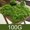 Light green, variant on Artificial Turf Grass Mat 100g/500g - Light Green/Green Plastic Landscape Decoration for Miniature Gardens, Bonsai, Indoor Outdoor Use, Easy Install, UV Resistant