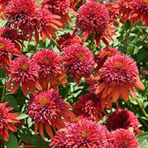 50 Orange Berry Coneflower Seeds Echinacea Perennial Flowers Flower 1364 USA
