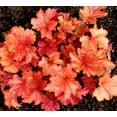 thumbnail image 3 of Better Homes & Gardens Heuchera Live Plant - 1QT, Various Colors, Full Sun Perennial, 3 of 7