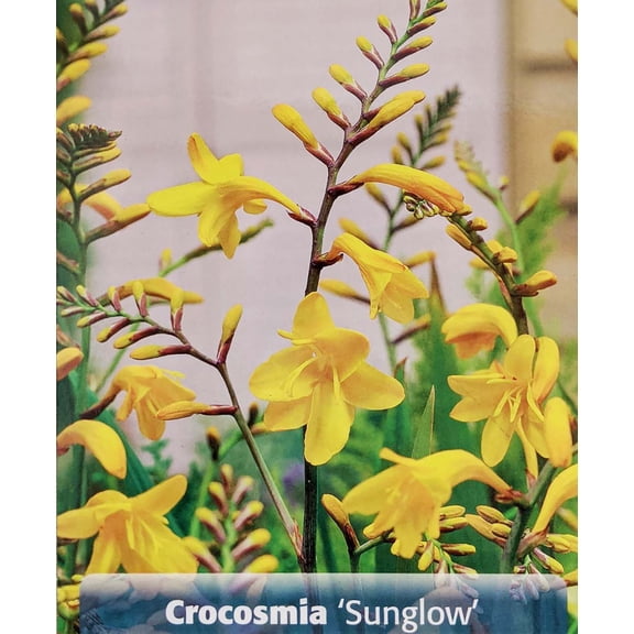Sunglow Crocosmia 8 Bulbs - 8/10 cm Bulbs - Very Hardy