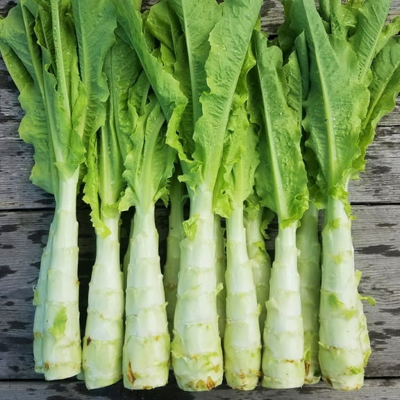 TomorrowSeeds - Summer 38 Celtuce (Stem Lettuce) Seeds - 1500  Count - For 2026 Planting Summer 38