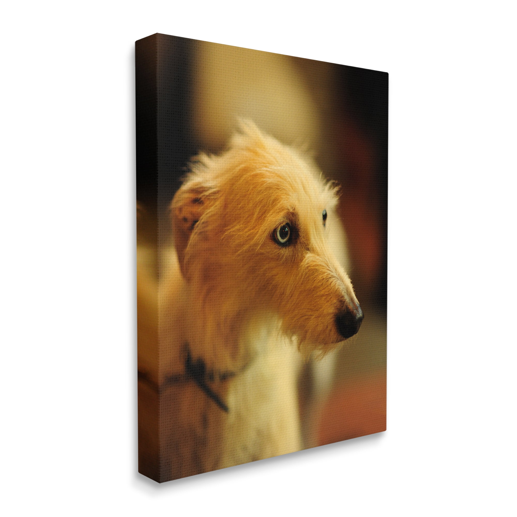 Stupell Industries Long Hair Terrier Dog Portrait Warm Lighting Photography Photograph Gallery Wrapped Canvas Print Wall Art, Design by James Dobson
