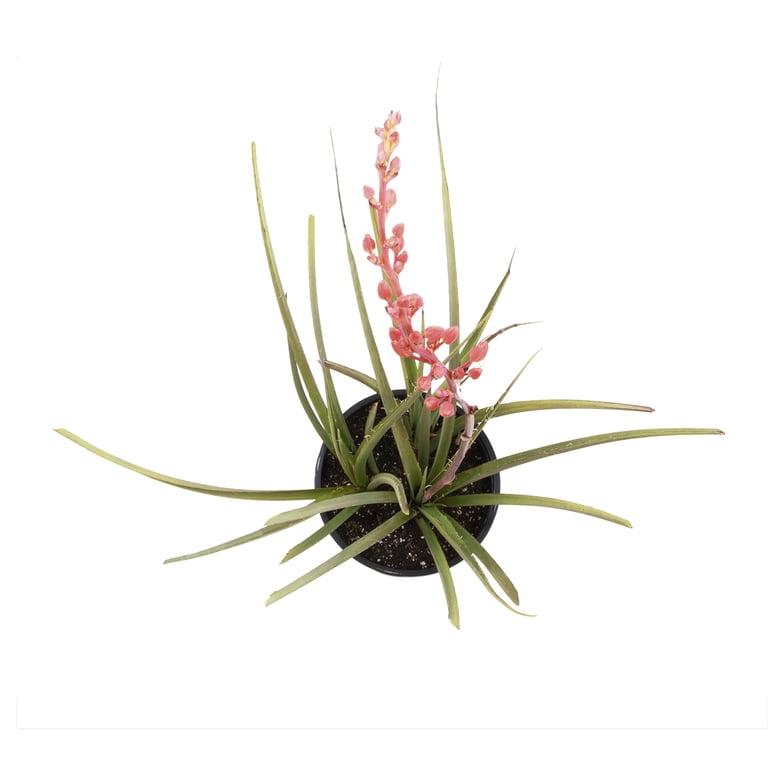 yucca glp 1 reviews Health: Treatment that works this evergreen perennial succulent is hardy Expert Gardener Yucca Live Shrubs