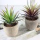 thumbnail image 1 of FENGGUIQU 2Ud Suculentas Artificiales Pequeñas Para Decorativa En Diferentes Espacios Del Hogar, 1 of 8