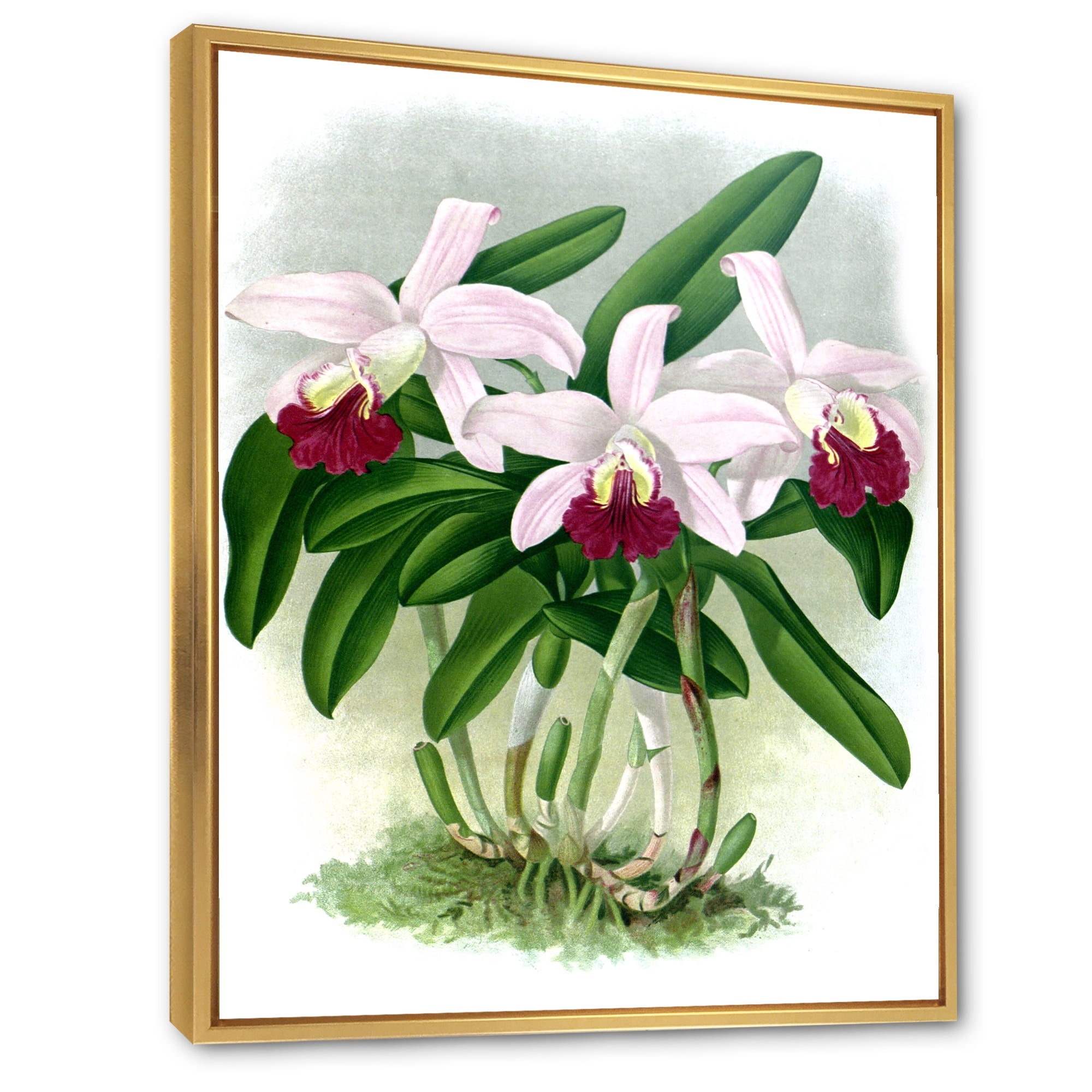 Designart 'White Vintage Orchid Flower I' Traditional Framed Canvas Wall Art Print