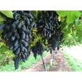 thumbnail image 4 of 5 *Seeds BLACK FINGER GRAPE Vitis Viniferia Fruit Vine Seeds, 4 of 9