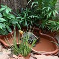 thumbnail image 6 of Waroomhouse Small Turtle Bathtub Turtle Water Basin with Anti-slip Ladder Drainage Hole Perfect for Tortoise Reptiles' Bathing Habitat Landscaping Water Holding, 6 of 8