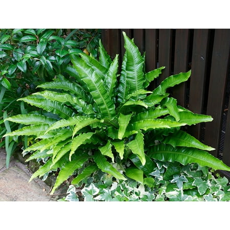 asplenium scolopendrium hart