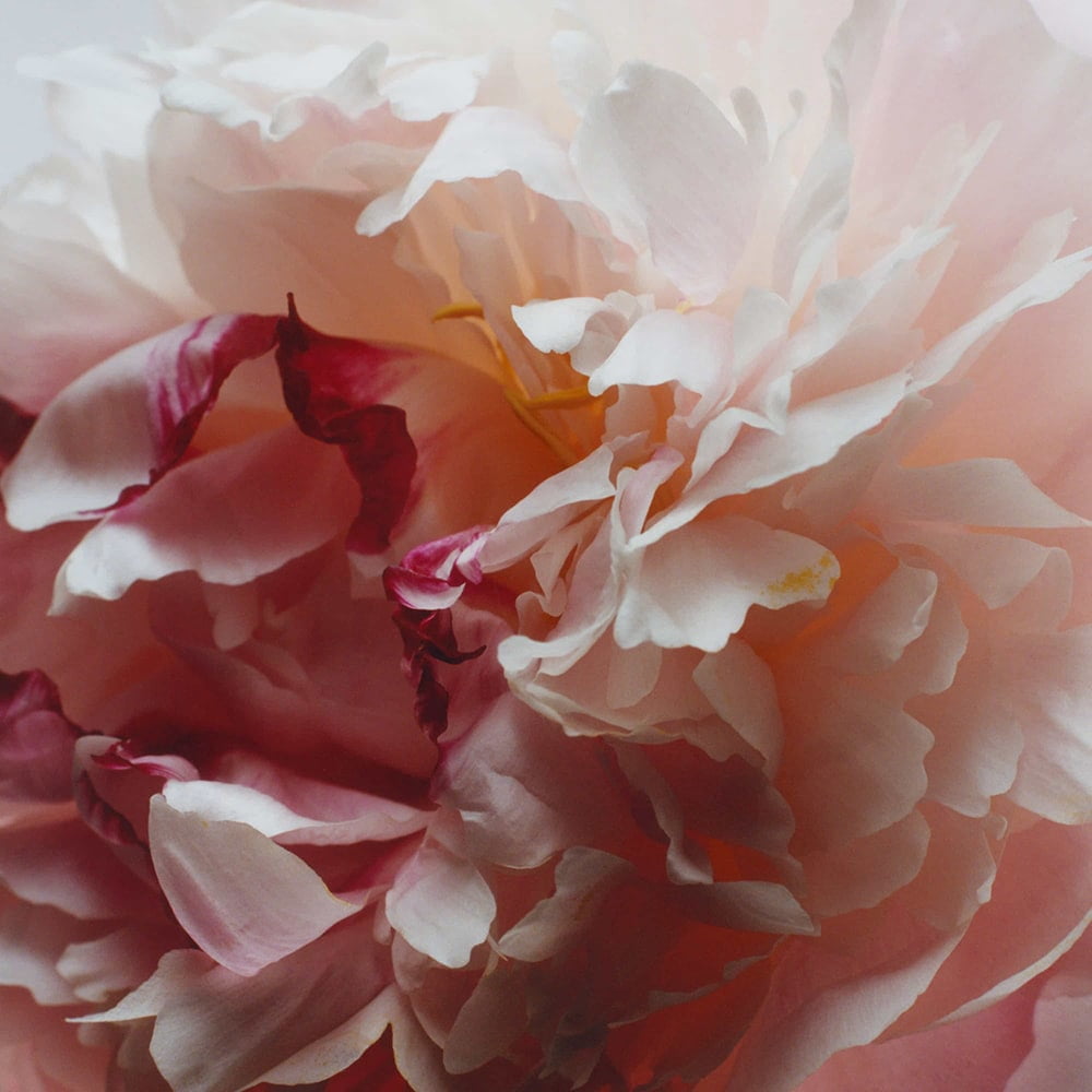 Jo Malone London Peony & Blush Suede Diffuser Refill - Thumbnail 3