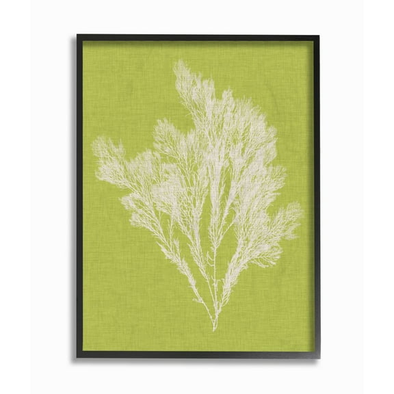 Stupell Industries Coral Seaweed Green White Beach Design Framed Wall Art by Vision Studio