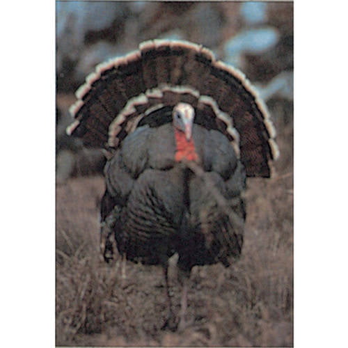 Delta Sports 70525 Tru-Life Turkey Hunting Range Heavy Duty Paper Target 