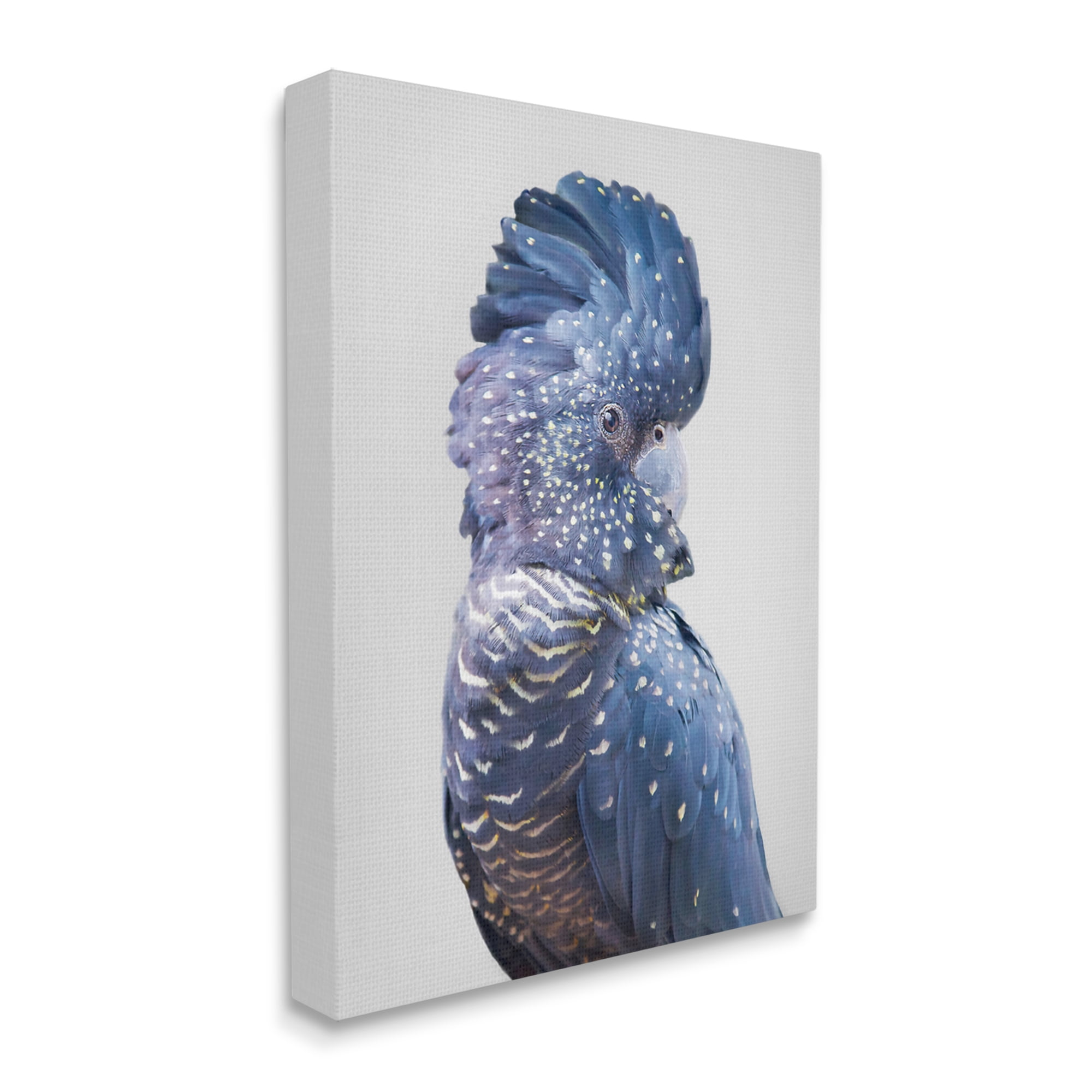 Stupell Industries Grey Cockatoo Portrait Animals & Insects Photography Gallery Wrapped Canvas Print Wall Art, 36 x 48