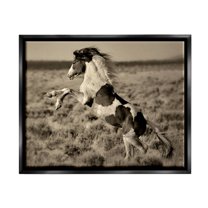 Stupell Industries Rearing Spotted Horse Rural Countryside Field Photography Photograph Jet Black Floating Framed Canvas Print Wall Art, Design by Lisa Dearing