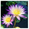 Purple Joy Live Annual Water Lily Perfect Pond Plant Pre Grown Bare