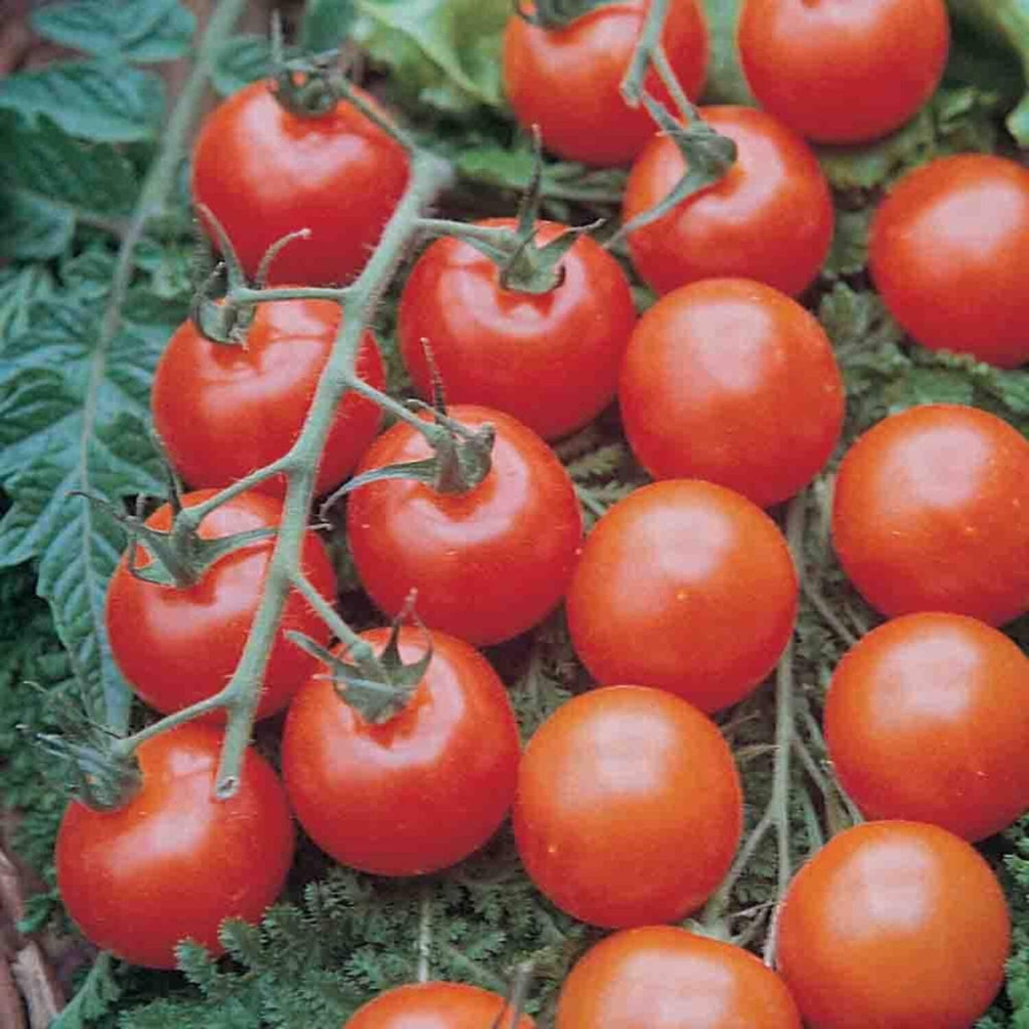 Ferry-Morse Online Edition Tomato Supersweet 100 Hybrid Seeds - 8 Pack