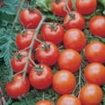 thumbnail image 3 of Ferry-Morse Online Edition Tomato Supersweet 100 Hybrid Seeds - 8 Pack, 3 of 6