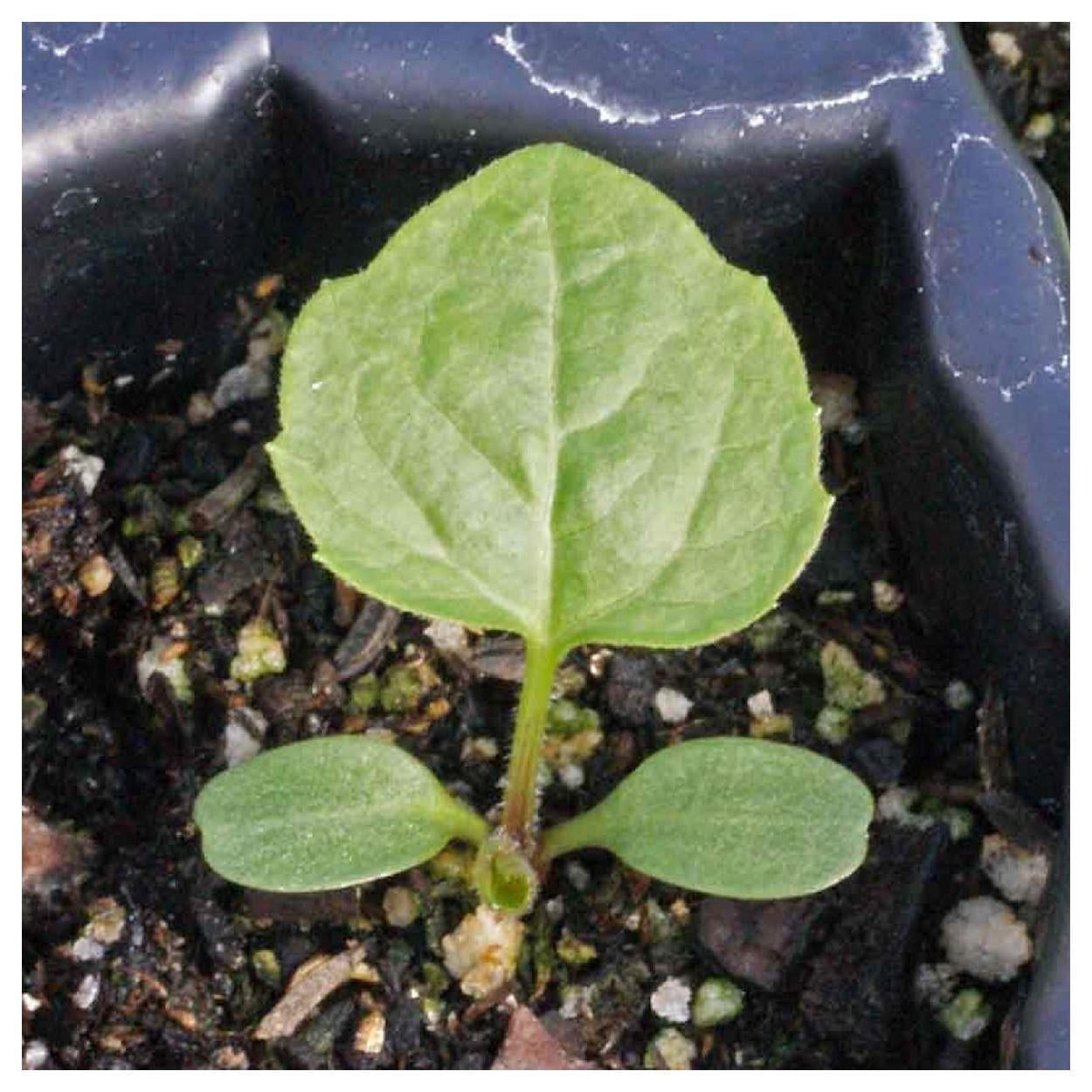 Everwilde Farms - 1 lb Wild Golden Glow Native Wildflower Seeds - Gold Vault Bulk Seed Packet