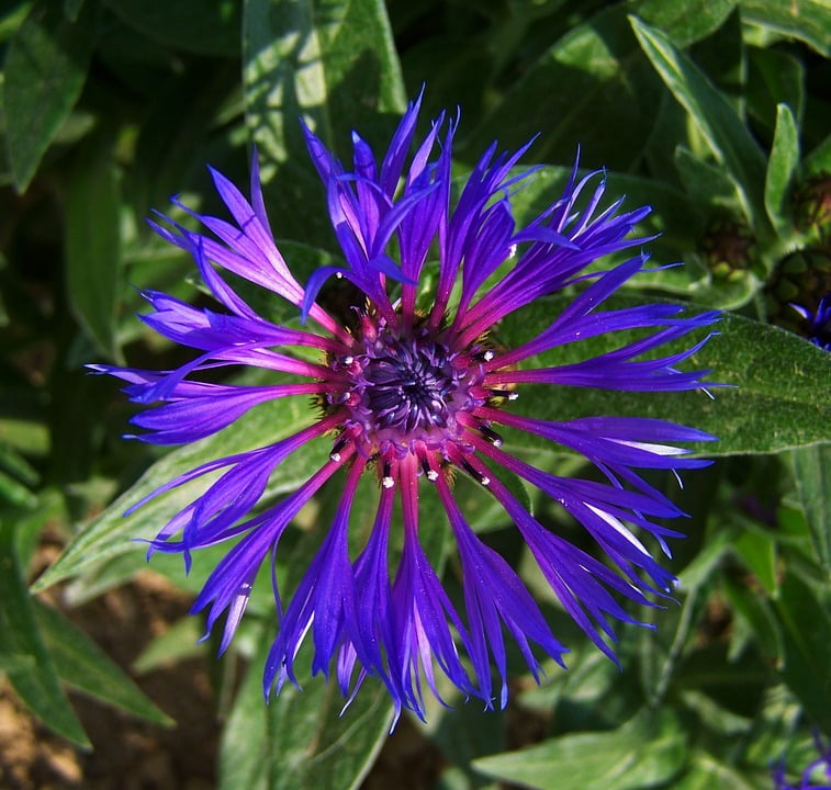 Cornflower Spring Flower Blue Flower12 Inch BY 18 Inch Laminated