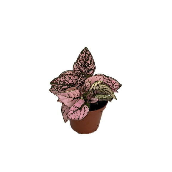 Pink Splash Polka Dot Plant - Hypoestes - 2.5" Pot - Colorful House Plant