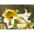 thumbnail image 3 of Johnson, George 18x14 Black Modern Framed Museum Art Print Titled - Garden Lilies, 3 of 5