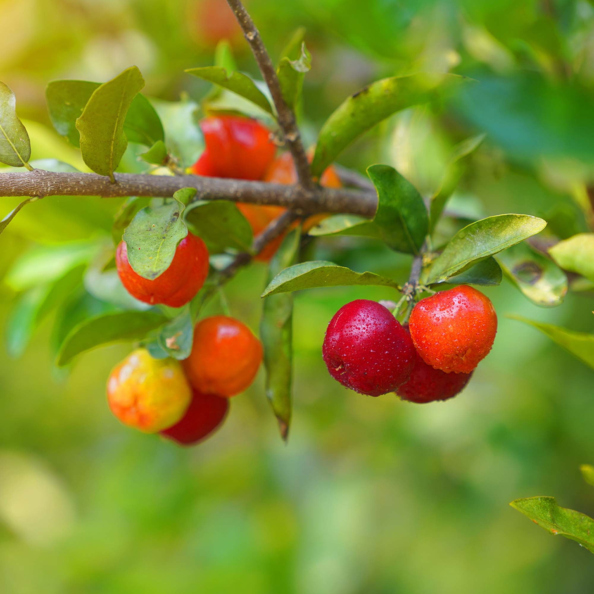 Barbados Cherry  - American Native Acerola Cherry - Fruit Packed with Vitamin C