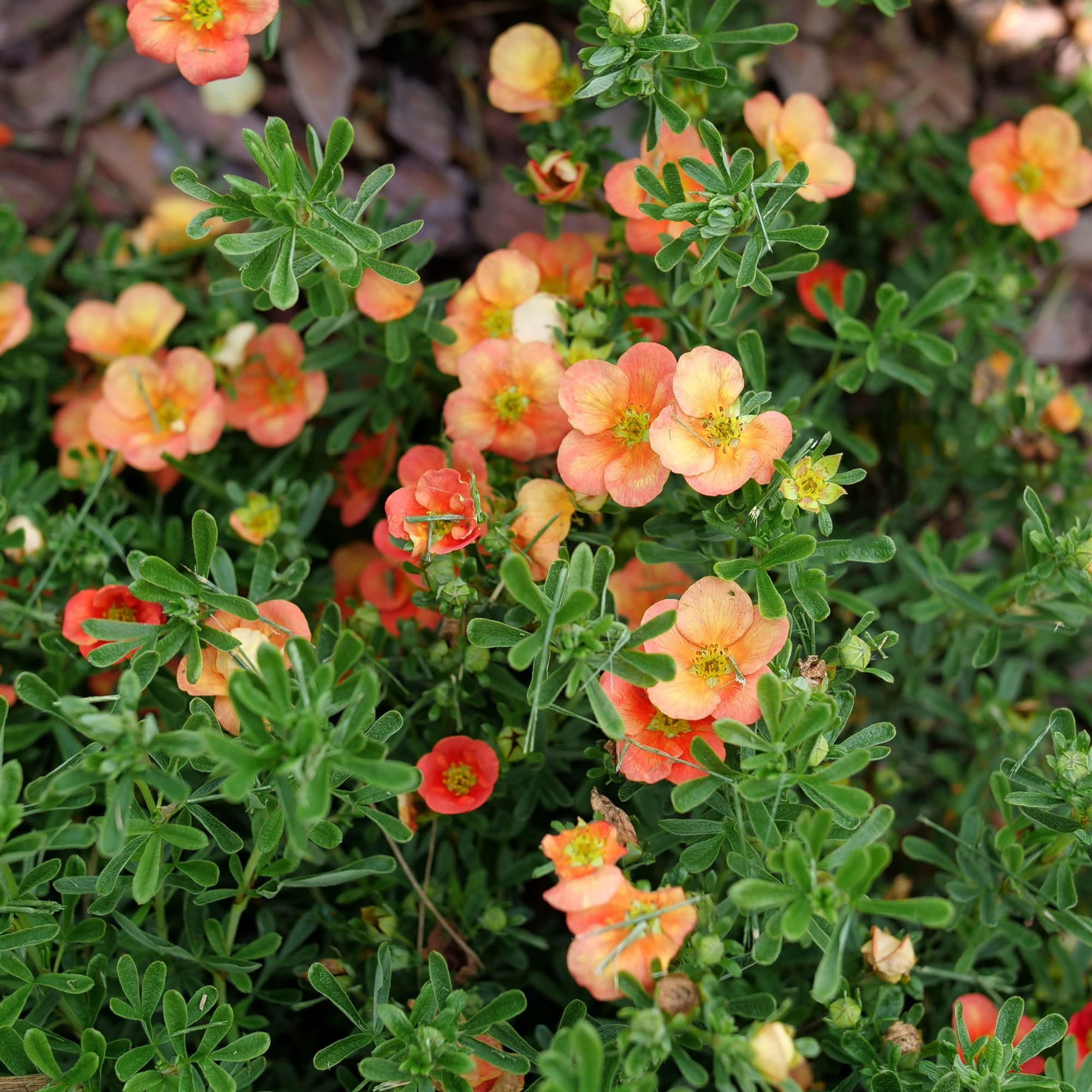 Proven Winners ColorChoice 5" Happy Face Orange Potentilla Live Plant in 4.5" Pot (4 Count)