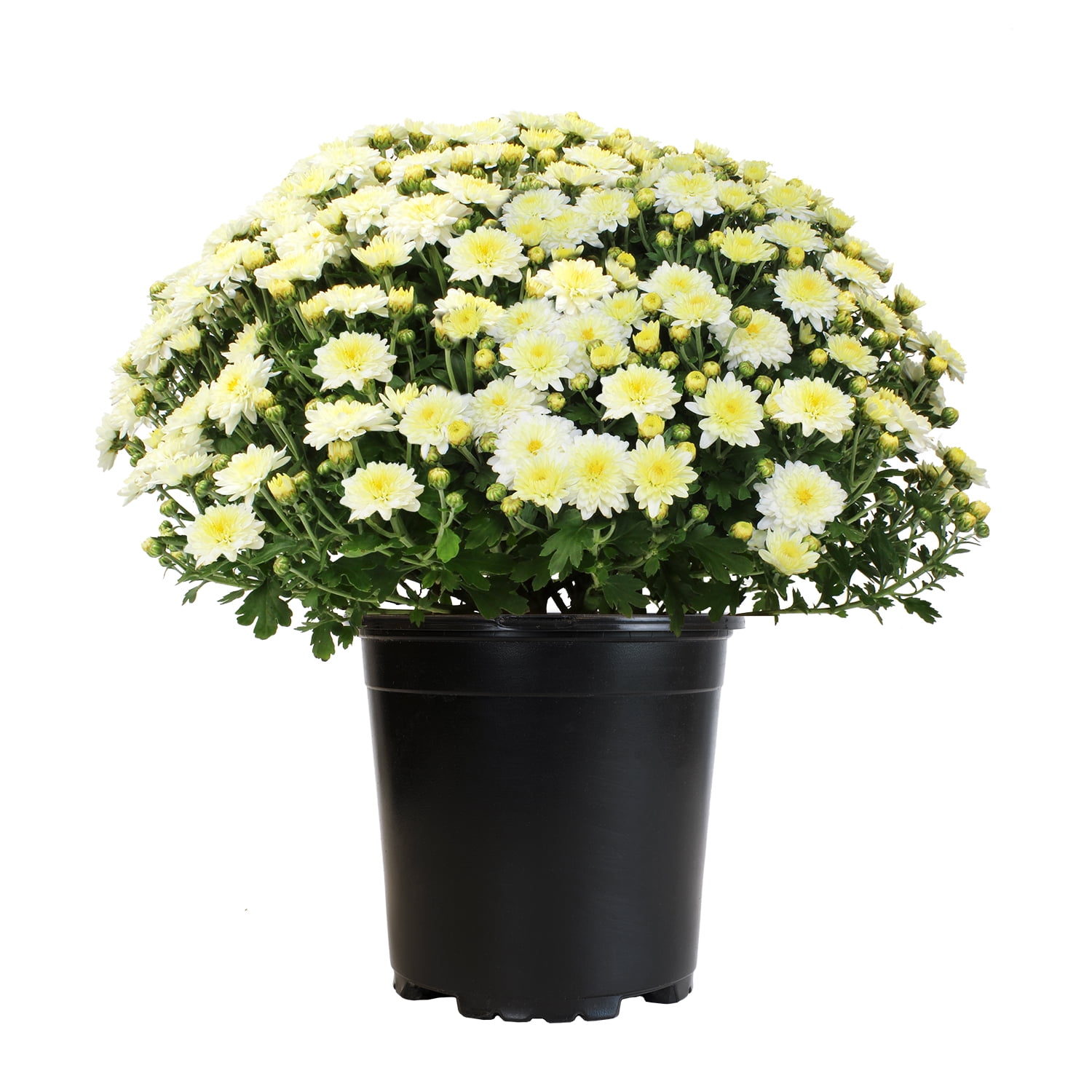 Expert Gardener 3QT White Mum Live Plant