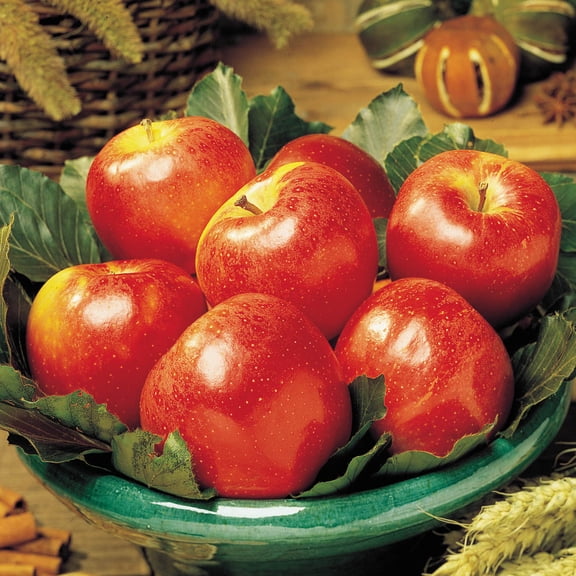 Gala Apple Standard Dormant Bare Root Starter Fruit Tree, 1-Pack