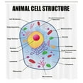 thumbnail image 3 of Ambesonne Science Shower Curtain, Animal Cell Study, 69"Wx70"L, Multicolor, 3 of 3