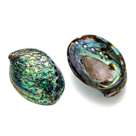 Natural Abalone Shell/Paua ShellDecoration Shell Colorful 120~140x90~100x20mm
